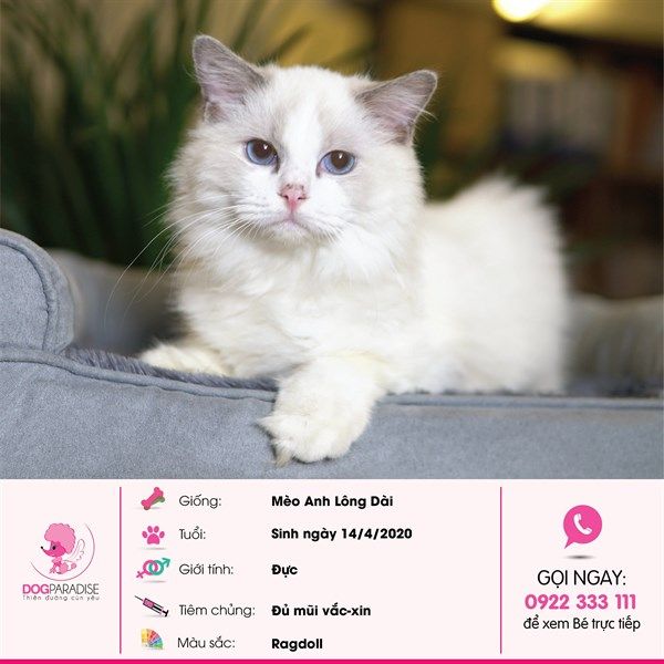 Mèo Anh Lông dài đực màu Ragdoll