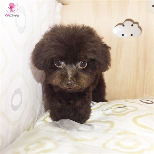 Poodle T-cup đực Chocolate