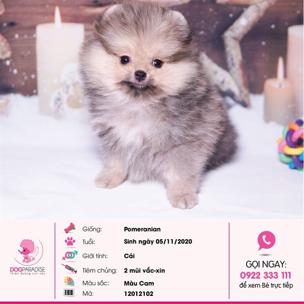 Pomeranian giống cái màu cam