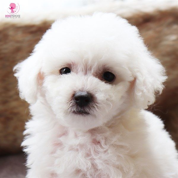 Poodle Tiny đực trắng