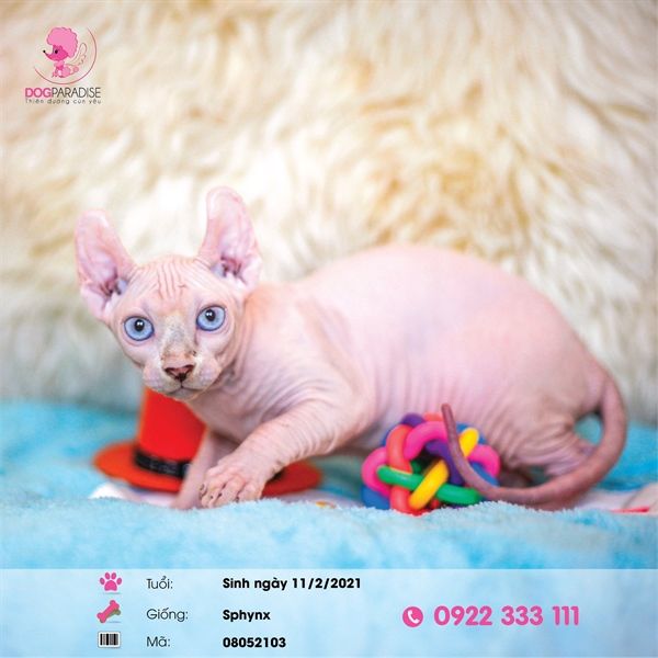Mèo không lông Ai Cập (Sphynx) tai xoắn (cái)- 08052103- Chích ngừa 1 mũi