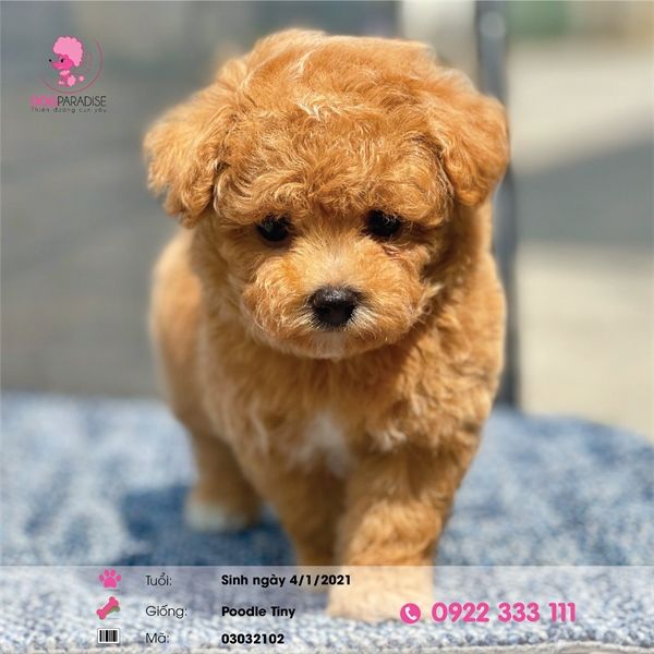 Poodle tiny màu vàng kem (đực) 03032102 - chích ngừa một mũi vắcxin