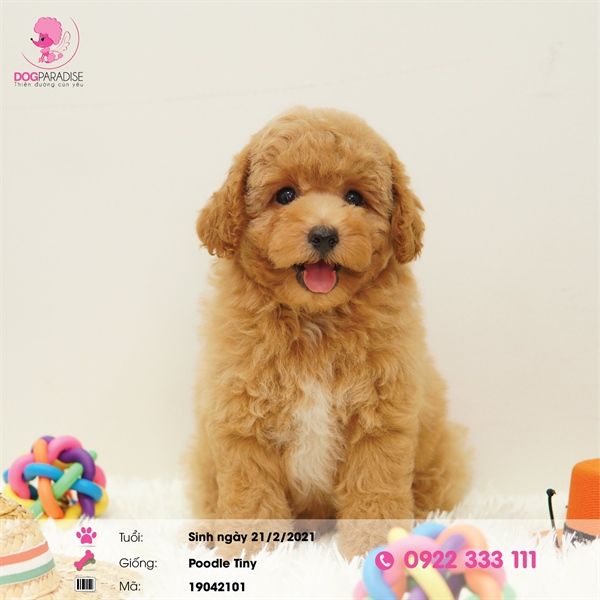 Poodle tiny nâu nhạt (đực)-19042101- chích ngừa một mũi