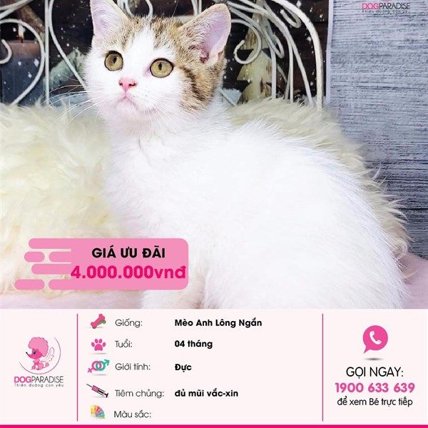 Mèo Anh Lông Ngắn