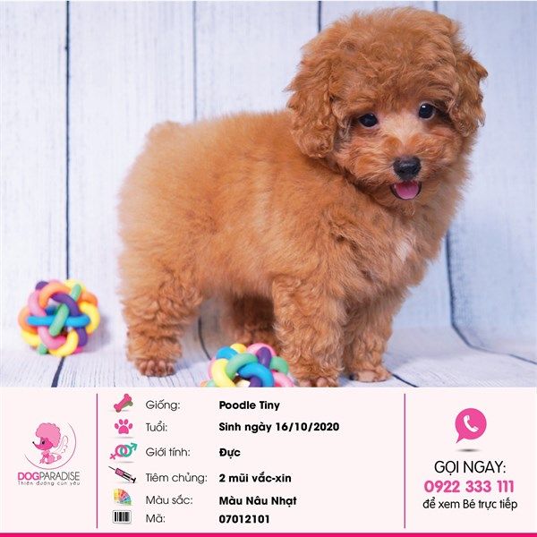 Poodle Tiny đực màu nâu nhạt