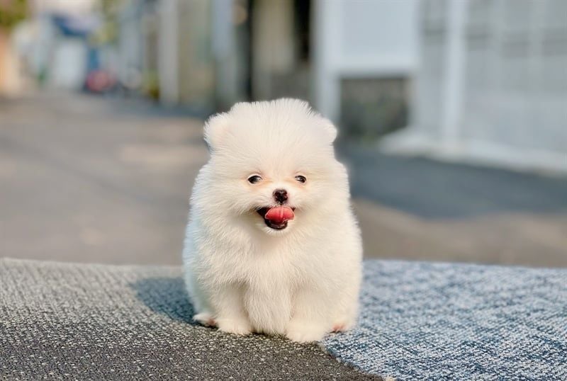 Pomeranian (phốc sóc) màu trắng (đực)- 15032101- chích ngừa 1 mũi