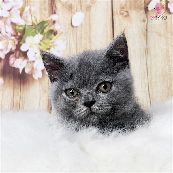 Mèo Munchkin Lông ngắn xám xanh - Đực