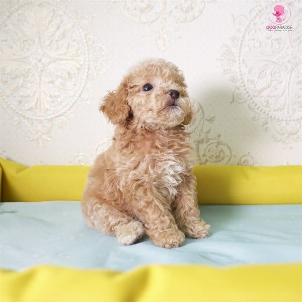 Poodle Tiny Đực Kem