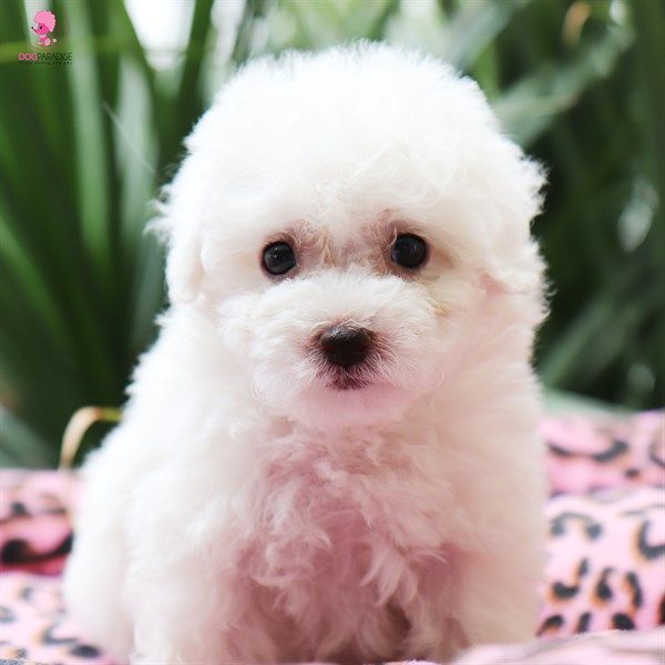 Poodle Tiny cái trắng