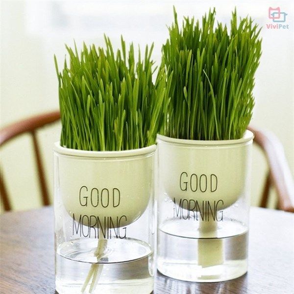 Cỏ tươi - Wheat Grass dành cho chó mèo