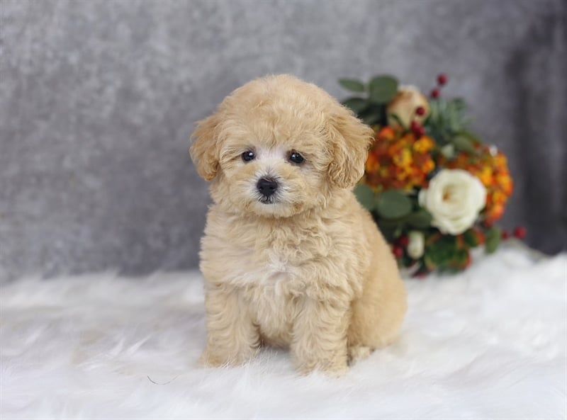 Poodle tiny kem (đực) 11032101-chích ngừa 1 mũi