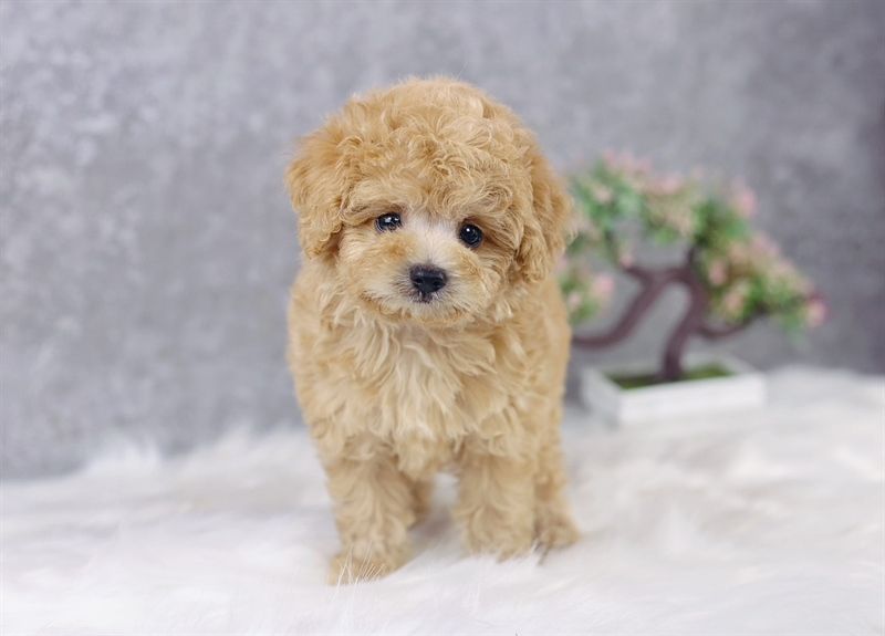 Poodle tiny màu vàng mơ (đực) -12032102- chích ngừa 1 mũi