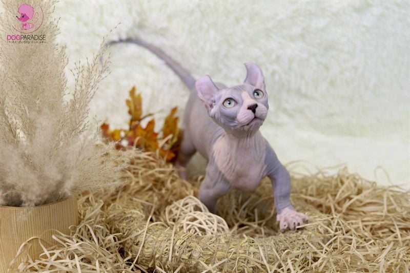 Mèo Ai Cập không lông Phynx Bicolor (Đực) - Đã tiêm 1 mũi
