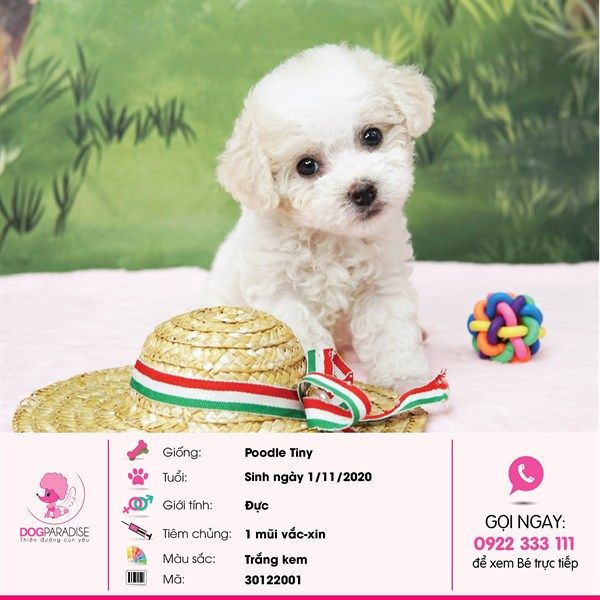 Poodle Tiny màu trắng kem giống đực