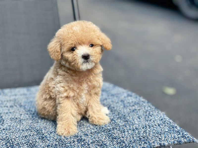 Poodle teacup màu vàng mơ (đực)- 12032101- chích ngừa 1 mũi