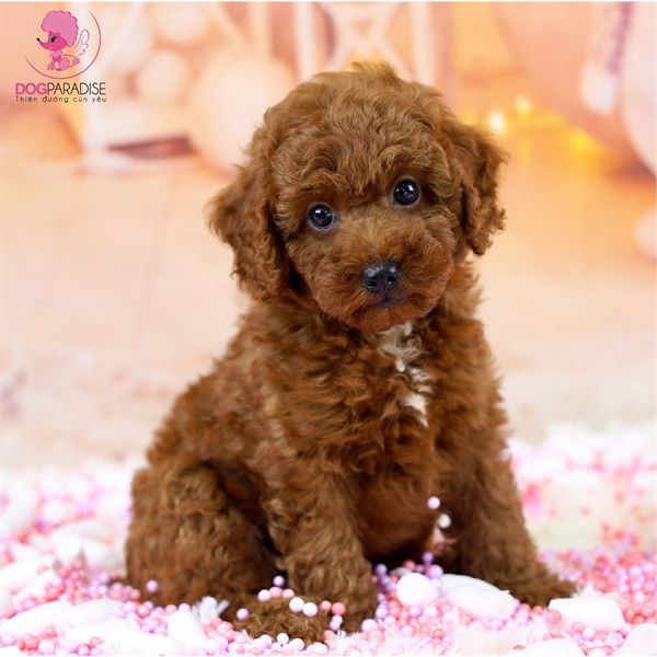 Poodle Tiny nâu (cái) - Đã tiêm 1 mũi
