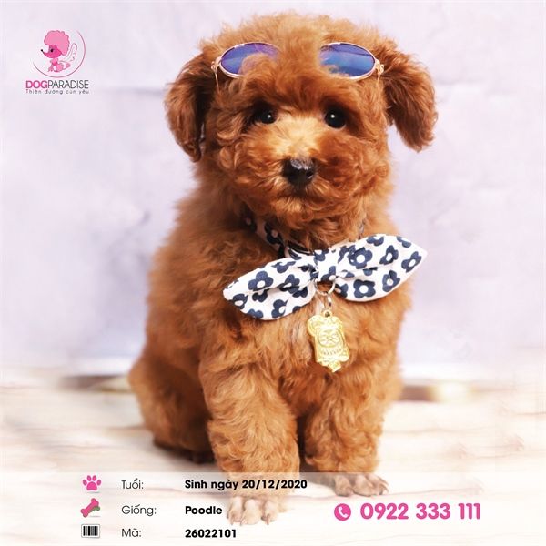 Chó Poodle màu nâu đỏ - 26022101 - Chích ngừa 2 mũi