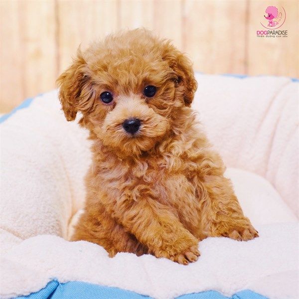 Poodle Tiny Đực Nâu Đỏ