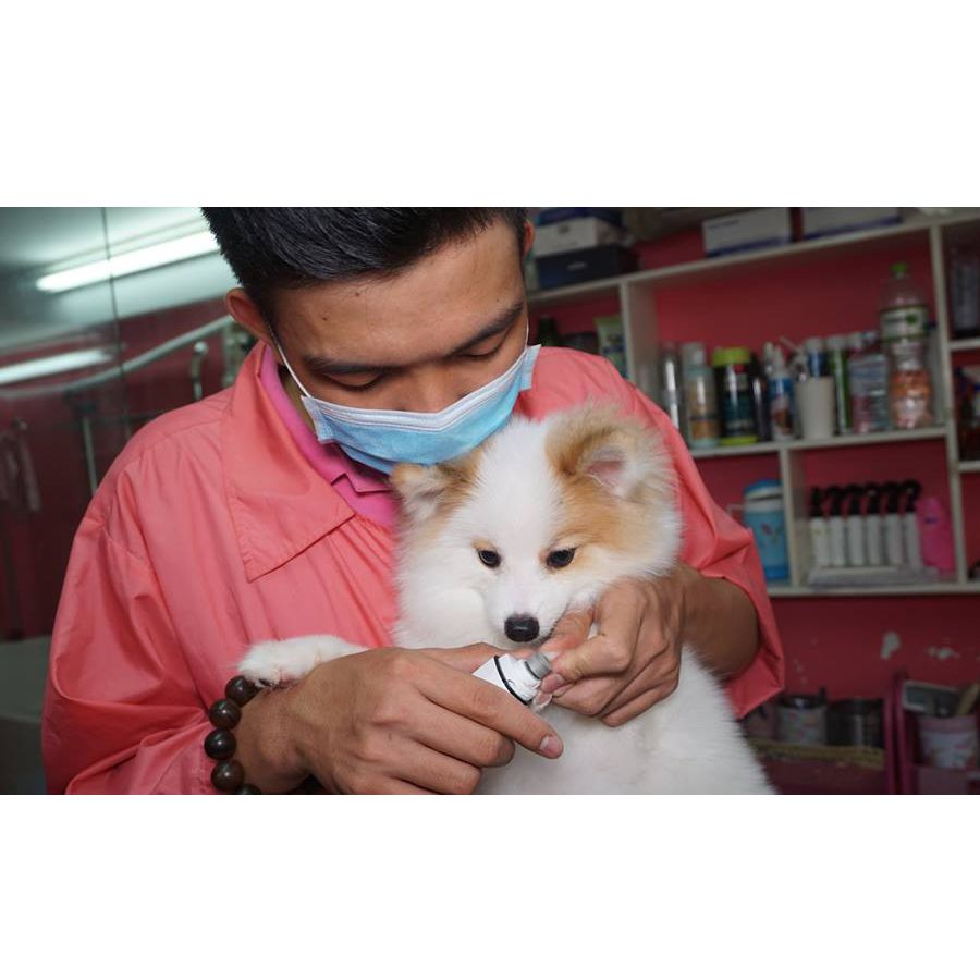 Khóa học Grooming chuyên nghiệp