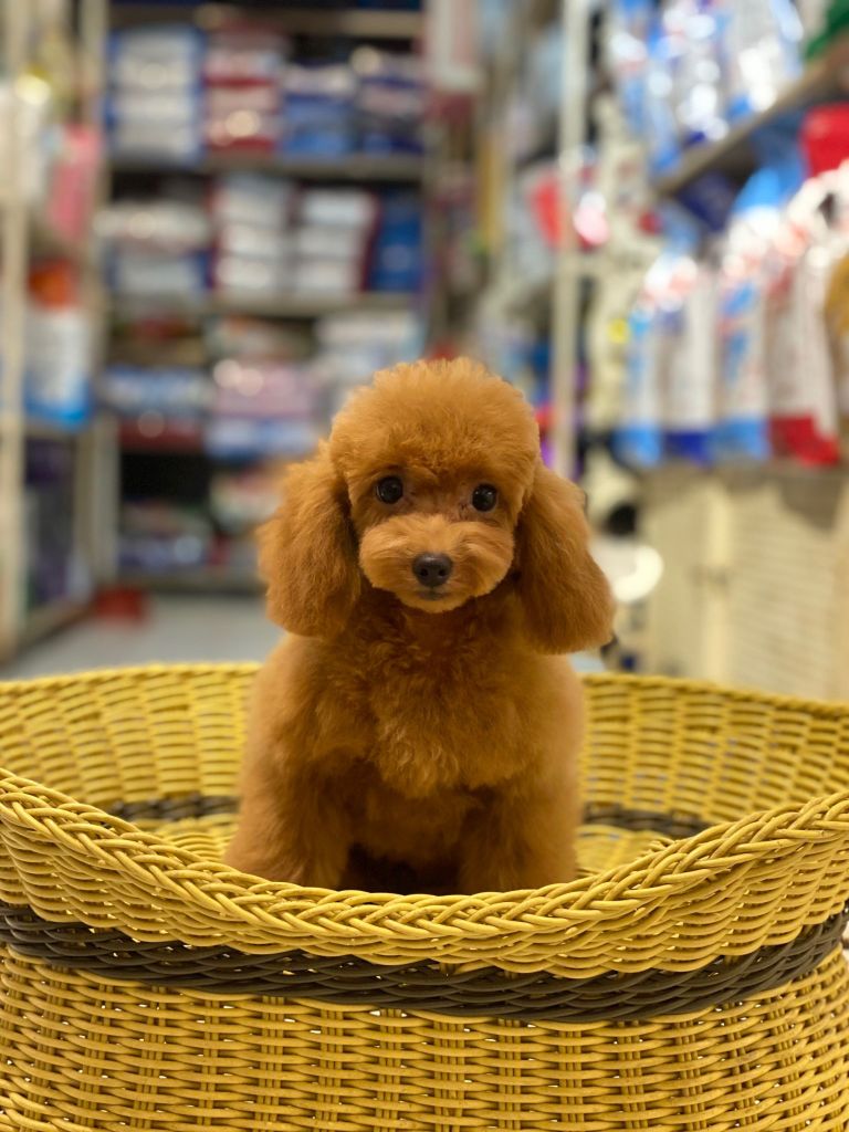 Poodle Tiny