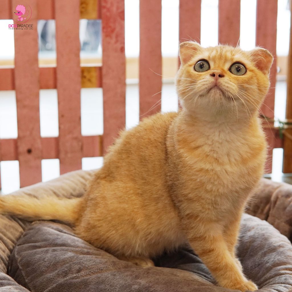 Mèo Anh Lông Ngắn Tai Cụp Scottish Fold