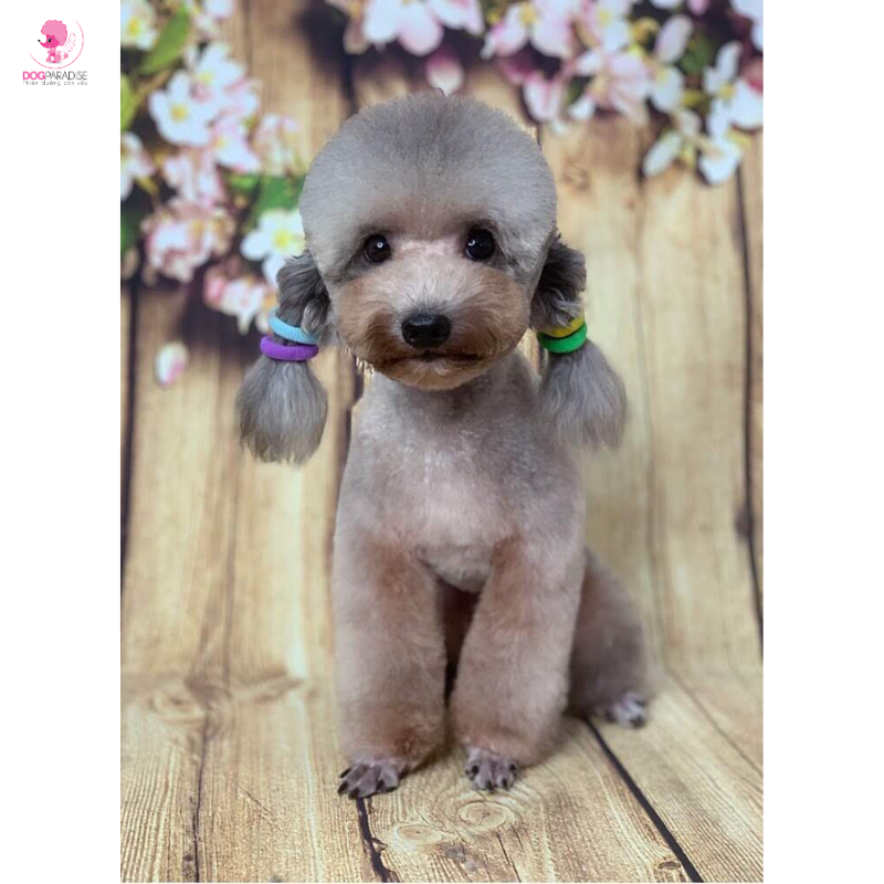 Phối giống: Poodle xám size tiny