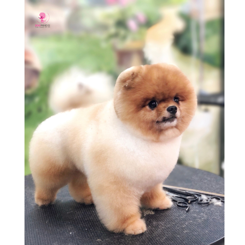 Phối giống Phốc Sóc - Pomeranian