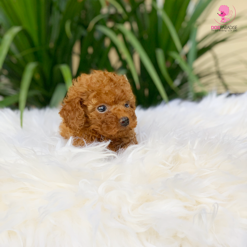 Poodle T-cup Nâu đỏ