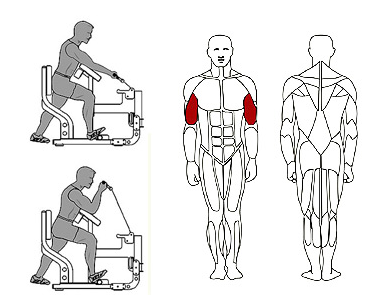 Máy tập tay trước Vertex ABWS117