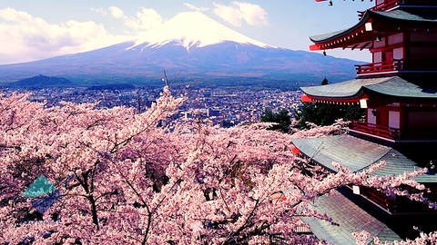 Du lịch Nhật bản mùa hoa anh đào: Tokyo - Phú Sĩ - Nagoya - Kyoto - Osaka