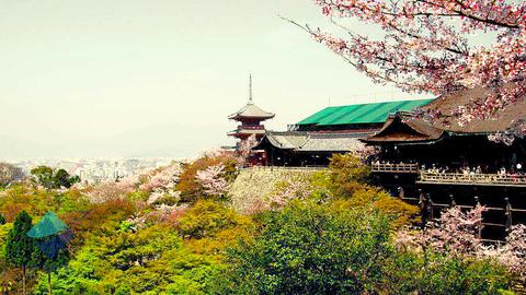 Du lịch Nhật bản mùa hoa anh đào: Hà Nội - Tokyo - Phú Sĩ - Hà Nội
