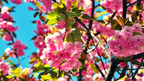 Du lịch Nhật Bản mùa hoa anh đào: Hà Nội - Tokyo - Odawara - Hakone - Núi Phú Sĩ - Vịnh Odaiba