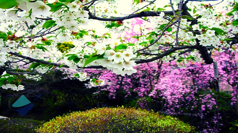 Du lịch Nhật Bản mùa hoa anh đào: Tokyo - Fuji.Mt - Nagoya - Kyoto - Osaka