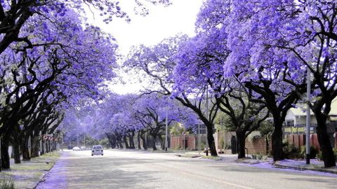 Du lịch Nam Phi: Mùa hoa phượng tím: Johannesburg - Pretoria - Sun City - Cape Town