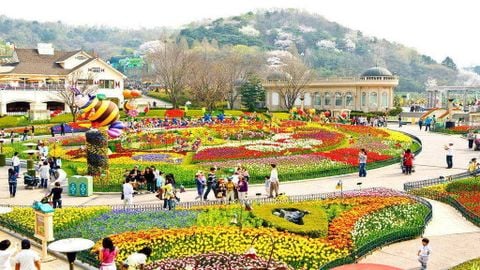 Du lịch Hàn Quốc: Mùa hoa anh đào: Seoul - Nami - Everland