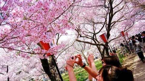 Du lịch Nhật Bản: Mùa hoa anh đào:  Nagoya - Osaka - Kyoto - Hakone - Kawaguchi Lake - Fuji Mountain - Tokyo
