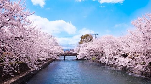 Du lịch Nhật bản mùa hoa anh đào: Osaka - Nara - Nagoya - Kyoto - Phú sỹ - Tokyo