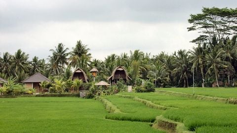 Du lịch Indonesia: Bali - Hồ Beratan - Đền Suối thiêng Tampak Siring - Đền Tanah Lot