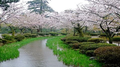 Nhật bản mùa hoa anh đào nở: Tokyo - Phú sỹ - Nagoya - Kyoto - Osaka