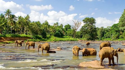 Du lịch Srilanka: Colombo - Nuwara Eliya - Cố đô Kandy