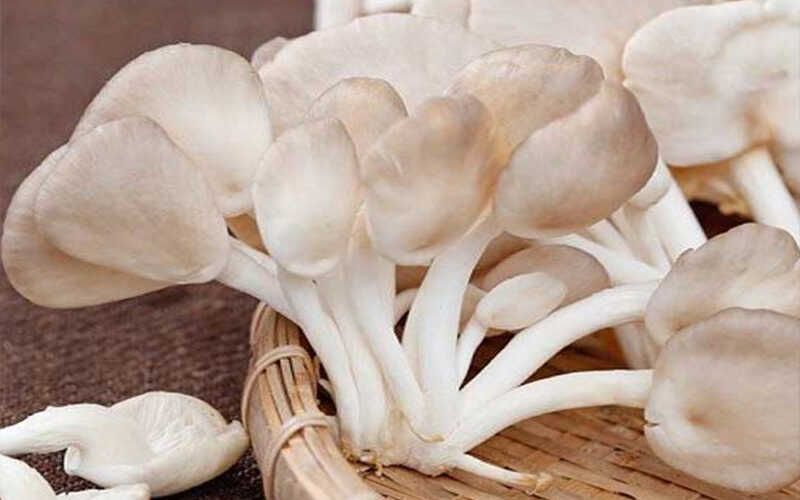  NAM BAO NGU TRANG XD 350G 