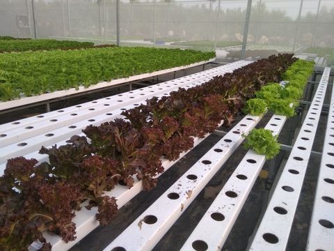  XA LACH ICEBERG THUY CANH TIM 