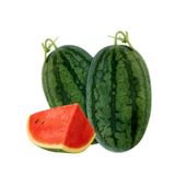  DUA HAU RUOT DO SIZE 1.6KG - 2KG 