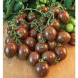  CA CHUA SOCOLA 10-15TRAI/100G 