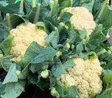  BONG CAI TRANG 300G UP 