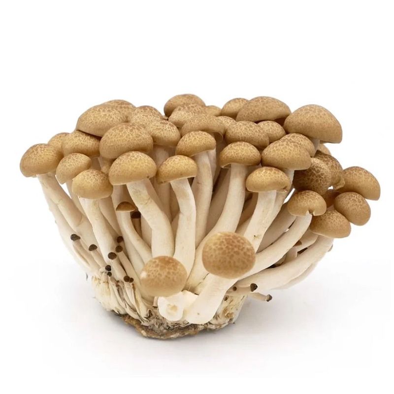  NAM LINH CHI NAU XD 150G 