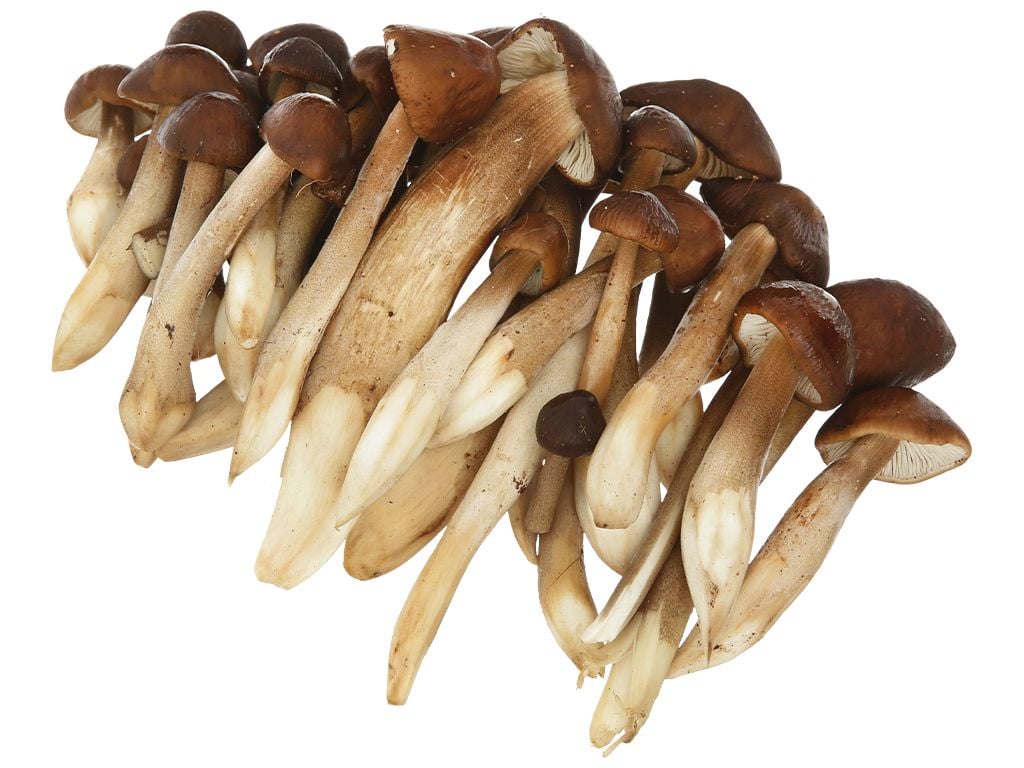  NẤM MỐI ĐEN XĐ 