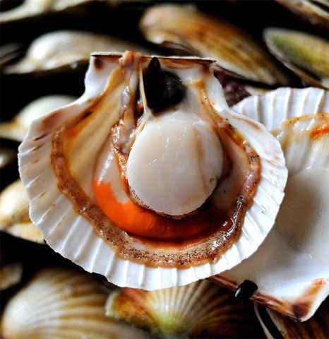  SO DIEP  8-10 OKINI 460G 