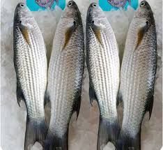  CA DOI TRUNG 15-18 CON 