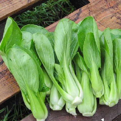  CAI THIA 300G VGAP XD 